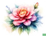 给花取一个好听的名字