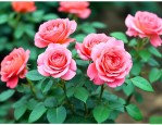 月季花施肥时间和方法