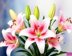 买的百合花苞该怎么养