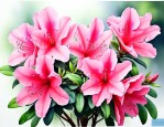 杜鹃花适合在什么地方养