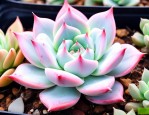 多肉植物姬玉露怎么养