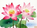 并蒂莲象征意义是什么