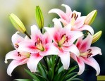 香水百合什么时候开花