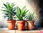不透气的盆养什么植物