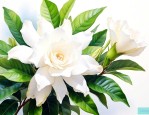 北方夏天栀子花怎样养