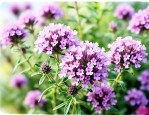 百里香花语象征与寓意