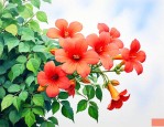 如果你是攀援的凌霄花