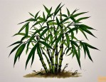 2025年竹子开花是怎么了
