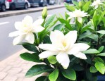 路边买的栀子花怎么养
