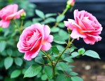 扦插月季花几月份最好