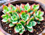 2025年最漂亮的多肉植物
