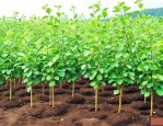 果树苗适合施那些肥料