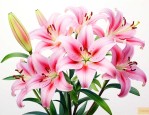 百合怎么养它才能开花