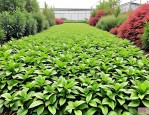 2025年耐阴耐寒地被植物