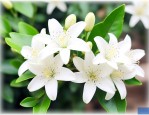 九里香可以四季开花吗