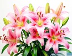 百合花跟什么花配好看