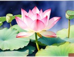 太空莲36号种苗价格
