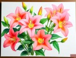 风铃花的养殖方法与花期