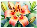 百合花传播种子的方法