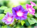 牵牛花是什么时间开花