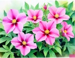 田七不开花是怎么回事