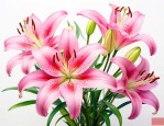 百合花香味可以助眠吗