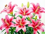 百合花种子是什么样子