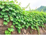 爬山虎夏天可以移栽吗