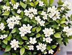 2025年茉莉花适合哪里养