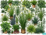 2025年常见草本植物大全