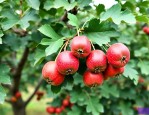 山楂树膨果期需要什么肥