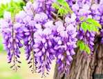 紫藤花苗几年才能开花