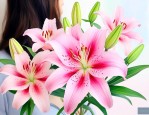 百合花香味孕妇能闻吗