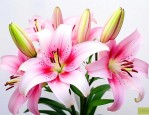 百合花花骨朵儿的样子