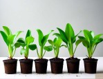 水培植物怎样移植土养