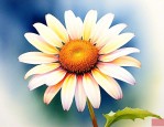小雏菊花的花语和寓意