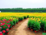 宏源发花卉苗木产业园