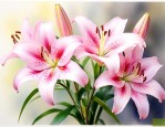 香水百合花是什么样的
