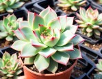 黄金草多肉植物怎么养