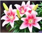 宫灯百合花后怎样养护