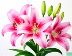 百合花的花瓣可以吃吗