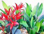 龙养什么植物旺财旺运