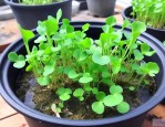 怎么去除水培植物里的青苔