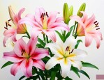 百合花的故事情节概括