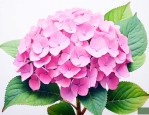 粉色绣球花是什么品种