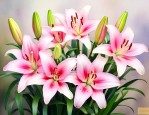 家庭百合花的养殖方法