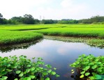 广东水生植物种植基地