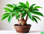 发财树用蛭石养可以吗