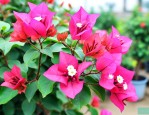三角梅怎么养才开花好