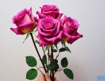 玫瑰花怎么保存成干花